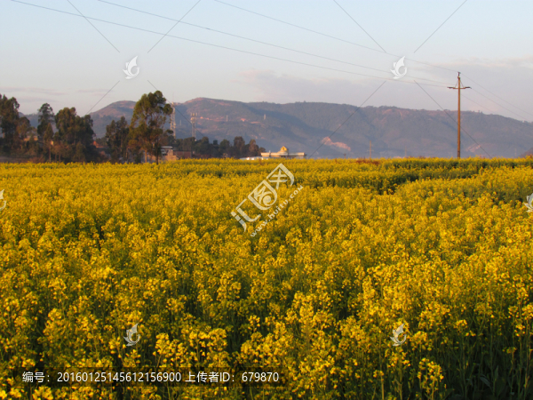 油菜花