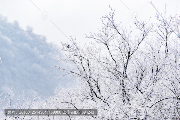 仰天山霧淞,冬,雪,霧淞,霧