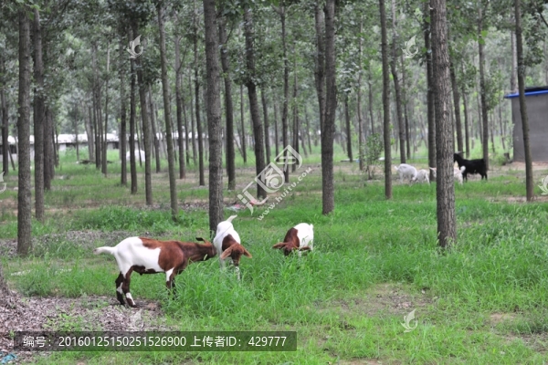 山羊,,畜牧養(yǎng)殖,生態(tài)養(yǎng)殖