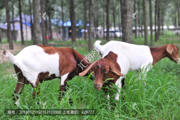 羊吃草