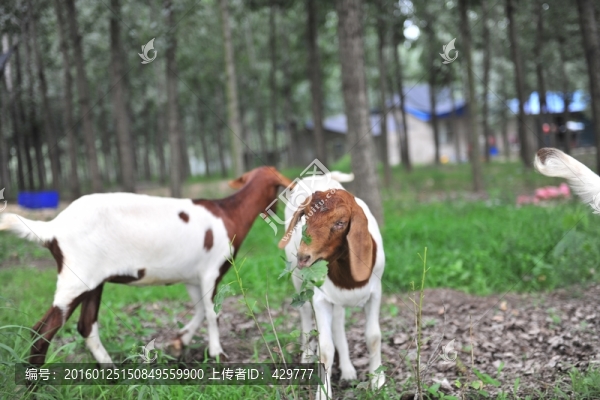 放羊,羊群,山羊