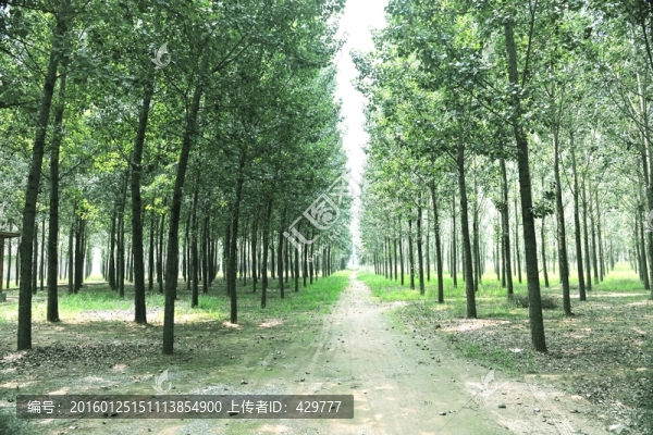 樹林