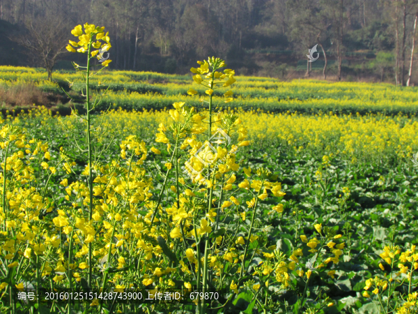 油菜花