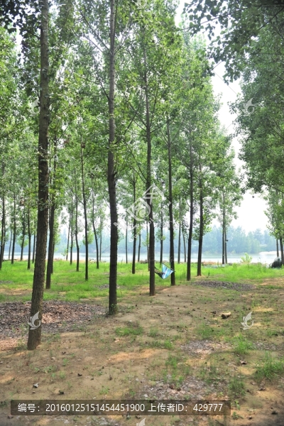 樹林