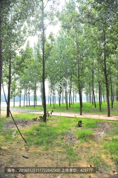 樹(shù)林,樹(shù)木