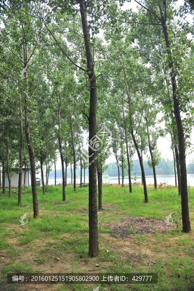 樹林,叢林,樹木