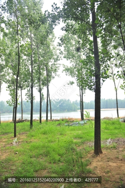 樹林,楊樹