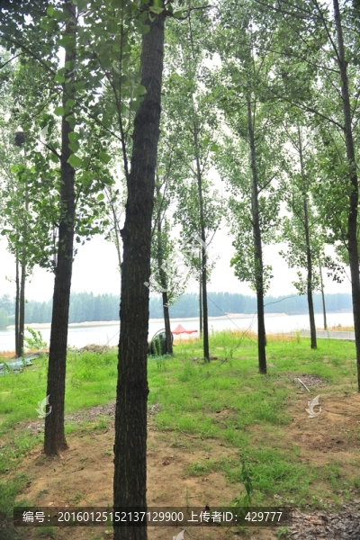 樹林,樹木,楊樹林