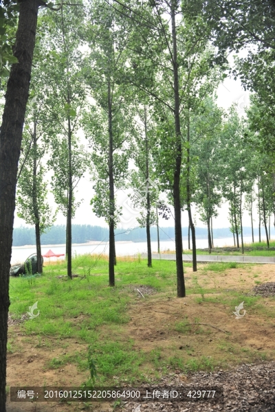 樹(shù)林,楊樹(shù),樹(shù)木