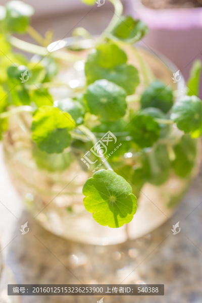 金線草