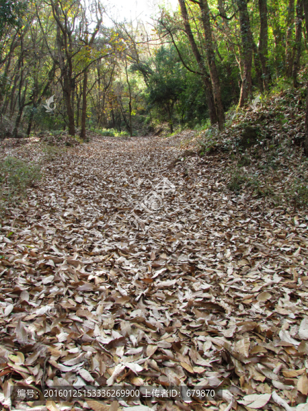 滿地落葉的山路