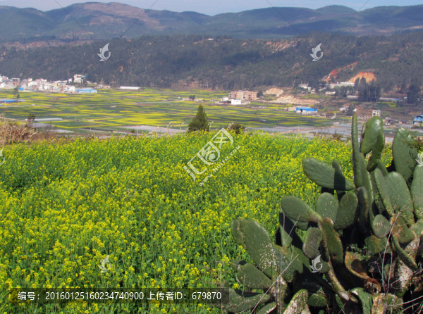油菜花