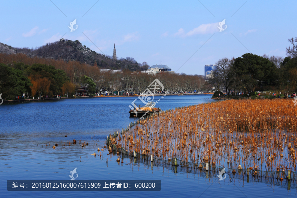 杭州西湖冬天枯荷景色