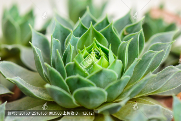 多肉植物