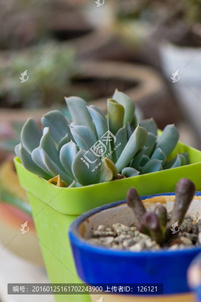 多肉植物