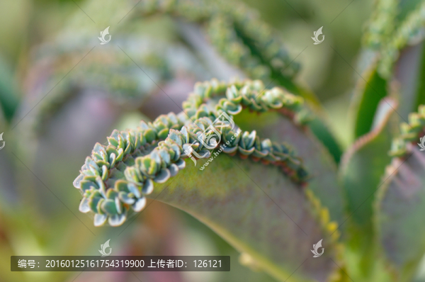 多肉植物