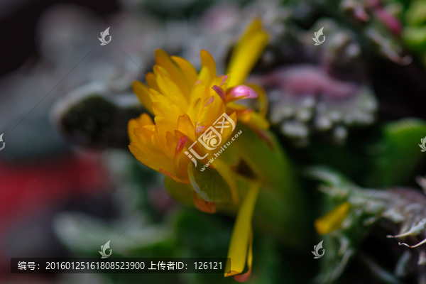 多肉植物