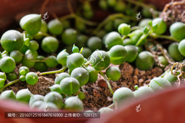 多肉植物