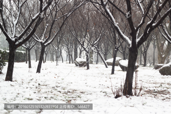 下雪天樹(shù)枝雪地積雪