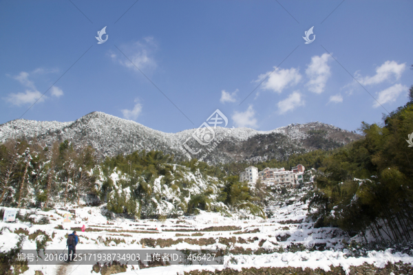 雪山,雪景,翠竹,雪地