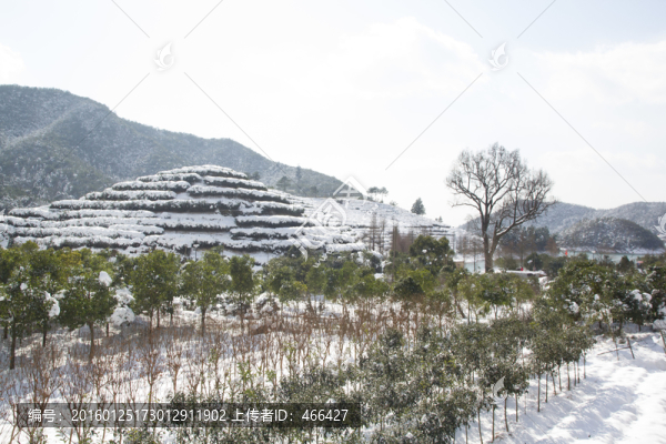 下雪山丘,樹林