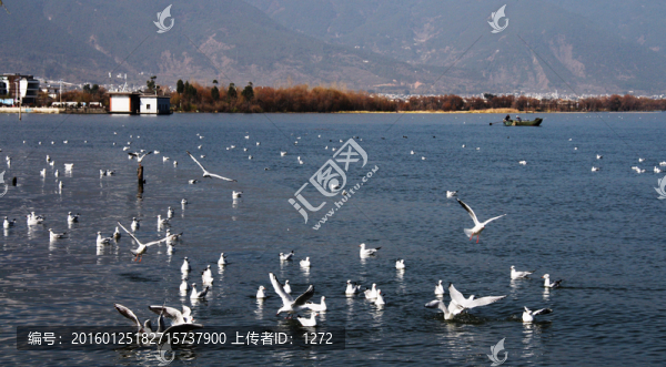 紅嘴鷗棲息地