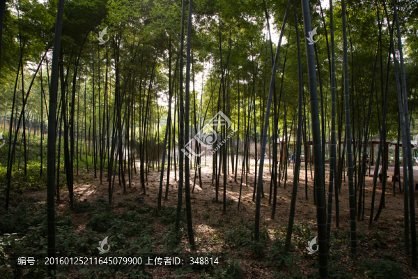 竹林