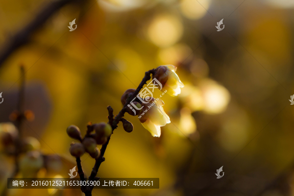 臘梅
