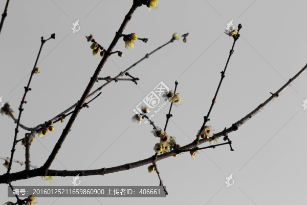 臘梅