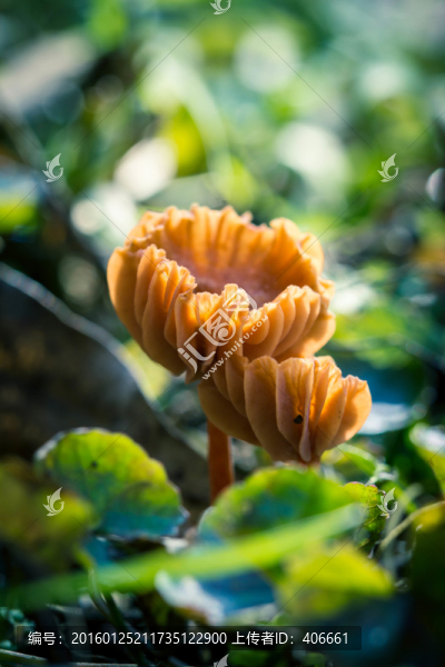 野生菌類
