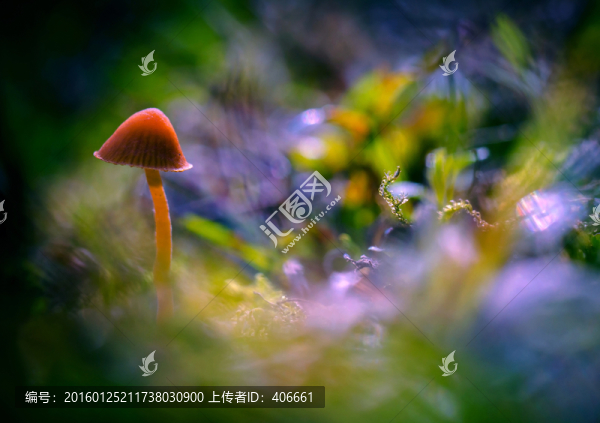 野生菌類