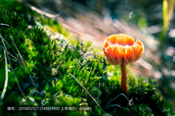 野生菌類