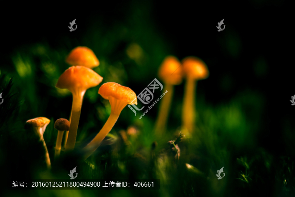 野生菌類