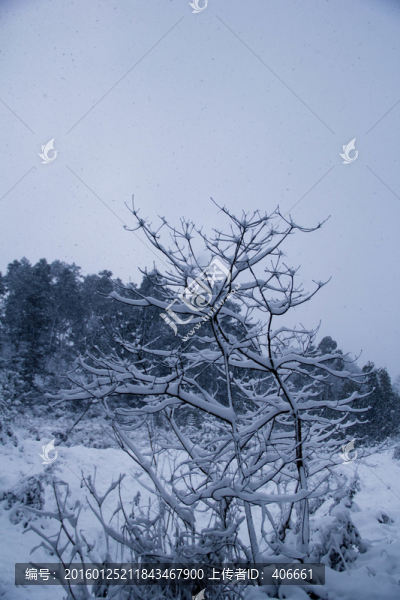 雪景
