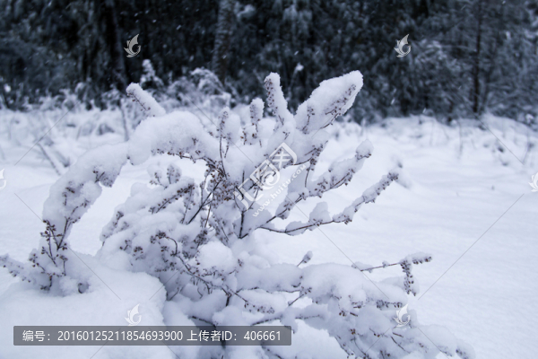 雪景