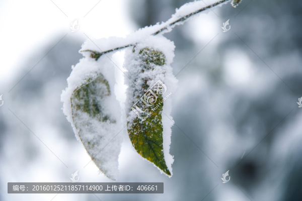 雪景