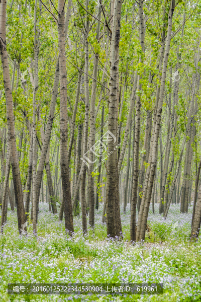 楊樹(shù)林,二月藍(lán)