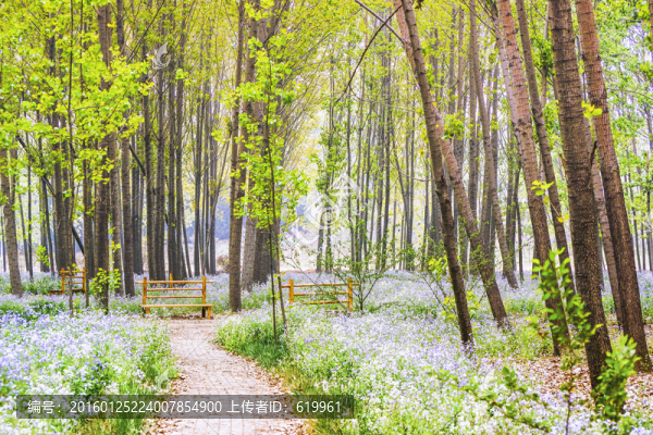 楊樹林,二月藍(lán)