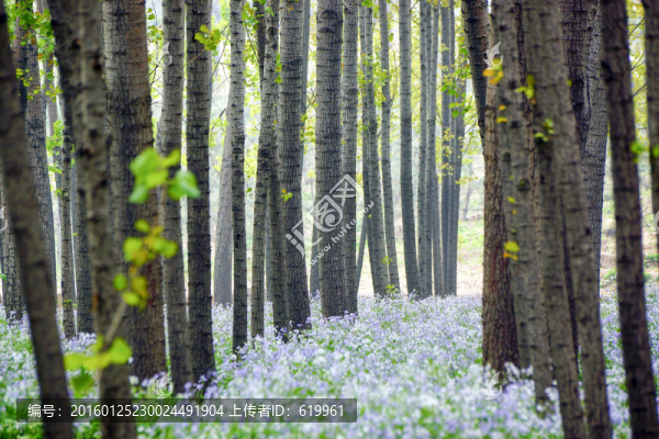 楊樹林,二月藍(lán)