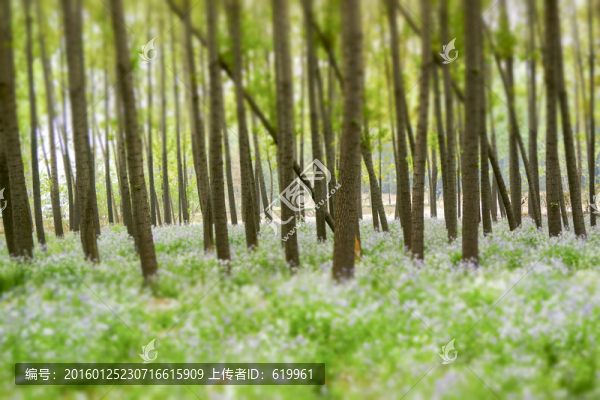 楊樹林,二月藍(lán)