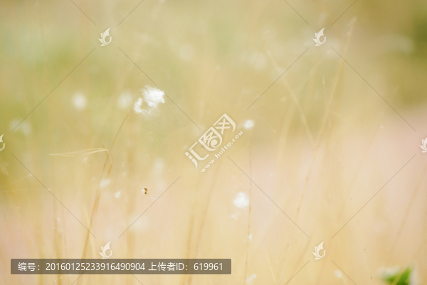 飛絮,白絨毛,唯美背景