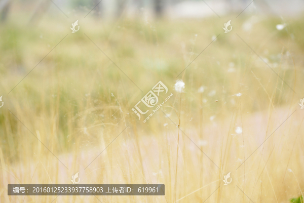 飛絮,白絨毛,唯美背景