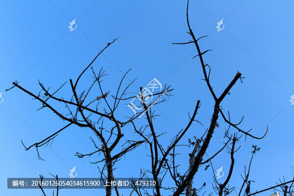 樹枝,剪影,樹木,天空,彎曲樹