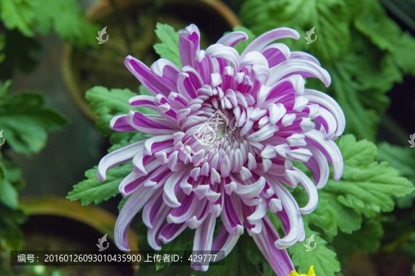 菊花