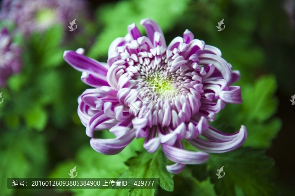 秋菊