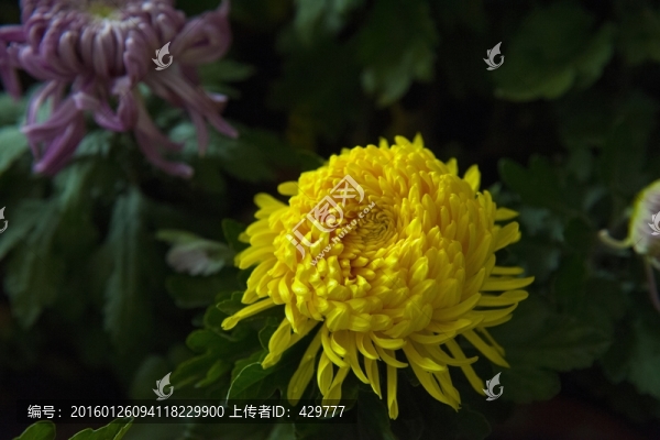 菊花
