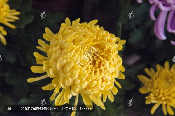 菊花