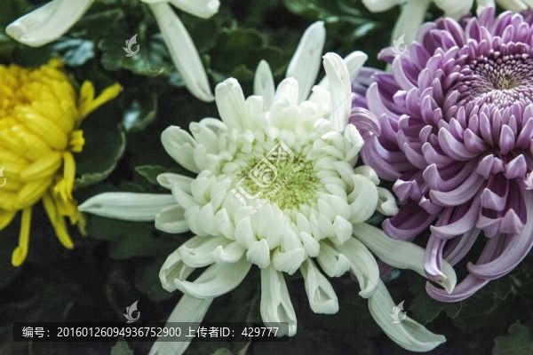 菊花