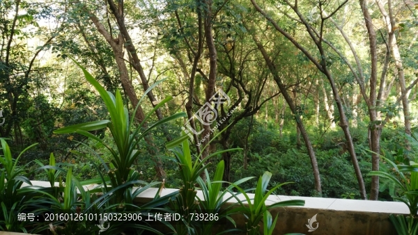樹林