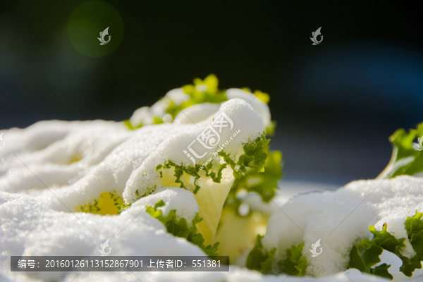 雪地小景